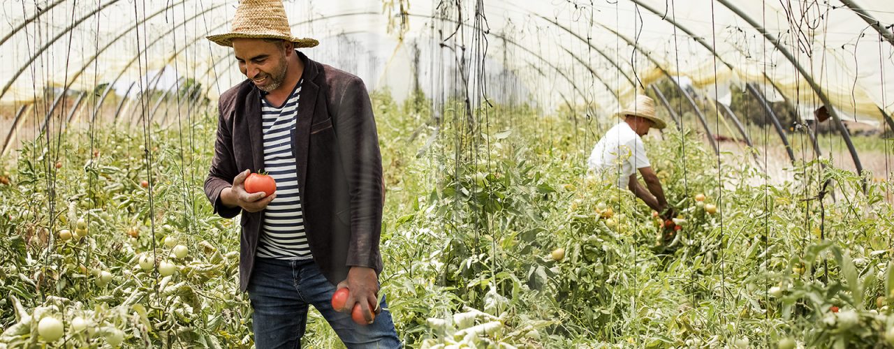 Tomato farmer in Rabat
