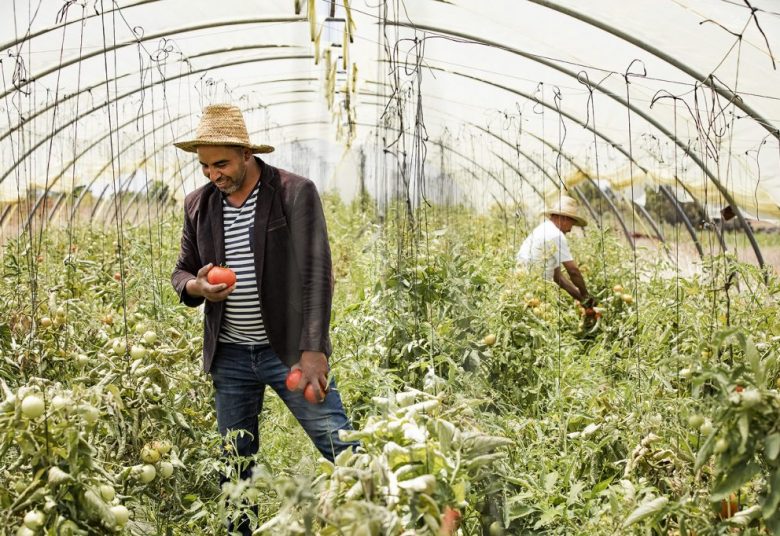 Tomato farmer in Rabat