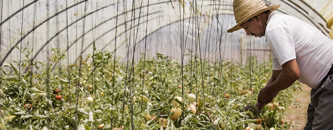 Tomato farmer in Rabat