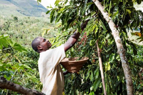 https://www.fairtradeoriginal.com/wp-content/uploads/US/sites/3/2023/05/Banard-Oeganda.jpg